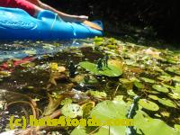 /home//u458753944/public_html/sourcegallery///Frogs/Bullfrogs 2016-08 Ontario/P8081388.JPG